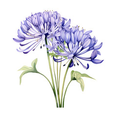 agapanthus clipart, watercolor illustration clipart.