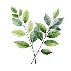 Fototapeta premium green leaves watercolor.