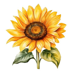sunflower, watercolor style.