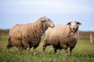 Sheep domestic animals standing at the farm.