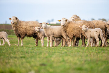 Herd of sheep with lamb standing on farmland.