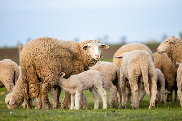Sheep domestic animals at the farm.