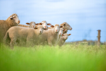 Group of curious sheep standing on the farm.