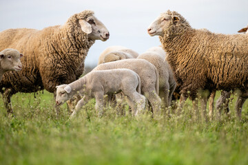 Sheep and lamb eating grass at the farm. - obrazy, fototapety, plakaty