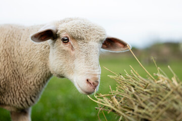 Close up view of sheep eating haystack at the farm.