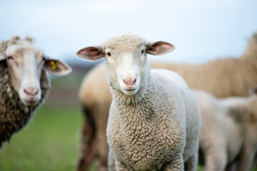 Naklejka na ściany i meble Group of sheep and lamb standing at the farm.