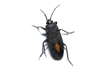 Aphanus rolandri bug in the family Lygaeidae, the milkweed bugs insect isolated on white background, studio photo
