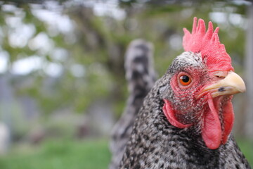 Erst Huhn oder Ei.