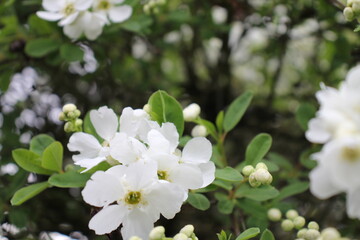 weiss blühender Busch