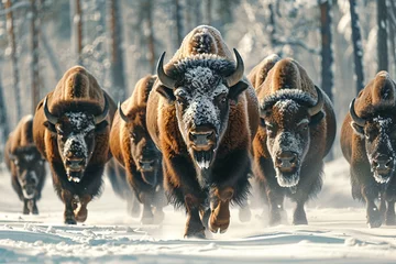 Foto op Plexiglas a group of bison running in the snow © Galina