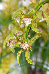 Cymbidium tracyanum 'Hokuso', an award winning cultivar of a species orchid
