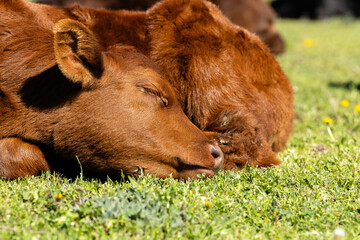 Cute little calf sleeping on farmland.