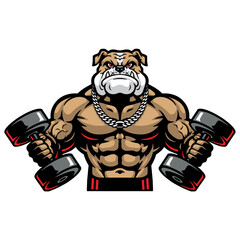 Muscular bodybuilder bulldog with heavy dumbbells, vector, logo, cartoon, illustration, mascot, character
