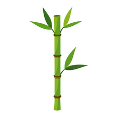 Green Bamboo stems isolated on the white background