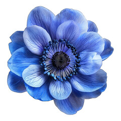 Blue anemone flower isolated on white background