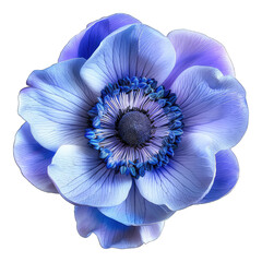 Blue anemone flower isolated on white background