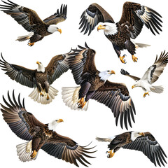 Clipart illustration featuring a various of eagle on white background. Suitable for crafting and digital design projects.[A-0001]