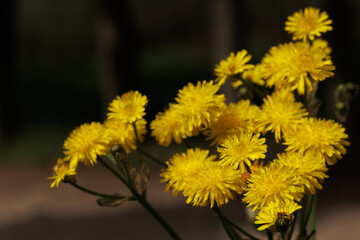 Close-up of a bunch of taraxacum (dandelion) in the woods