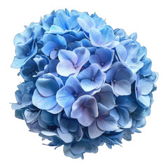 Blue hydrangea flower isolated on white background