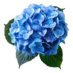 Rolgordijnen Blue hydrangea flower isolated on white background © posterpalette