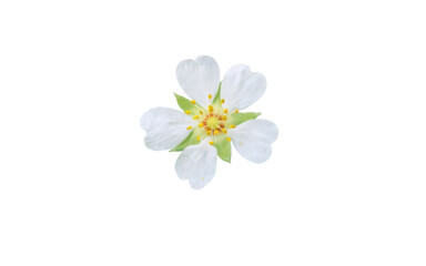 Potentilla montana flower isolated transparent png. Beautiful white flower with five petals, yellow stamens and hairy sepals.
Rosaceae family.