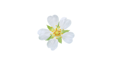 Potentilla montana flower isolated transparent png. Beautiful white flower with five petals, yellow stamens and hairy sepals.
Rosaceae family.