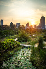 Fototapeta premium Sunset in the afternoon at Benchakitti Park. Golden hour view in the park with pathway and nature all around