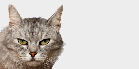 Head cat, on white background. Funny large longhair gray kitten with beautiful big green eyes lying on white table. Lovely fluffy cat licking lips. Free space for text.