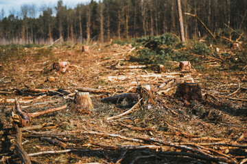 Woodland Trunk Stack. Climate Crisis Effects