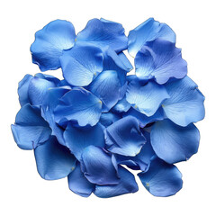 Blue rose petals isolated on white background