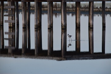 Obraz premium Lonely black-winged stilt