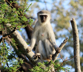Female Vervet monkey (Chlorocebus pygerythrus) on a tree : (pix Sanjiv Shukla)