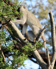 Female Vervet monkey (Chlorocebus pygerythrus) on a tree : (pix Sanjiv Shukla)