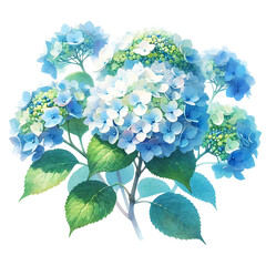 青い紫陽花のイラスト