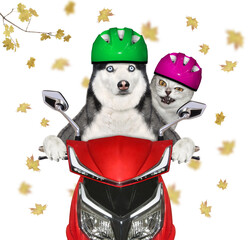 Dog husky and ashen cat ride motorbike - 778051825