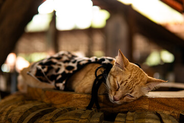 Orange cat laying and sleeping on a wood carving in a temple