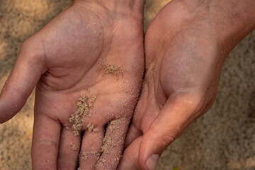 man hand holding a sand crab with a little sand over beach in a sunny day 