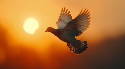 Obraz premium A white bird flying in the sky with the sun in the background