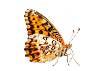 Fototapeta premium Beautiful Diana Fritillary butterfly isolated on a white background. Side view