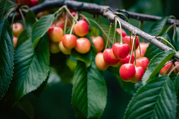 Ripe sweet cherries on the tree branch in the summer orchard. Shallow depth of field. - 778056294