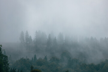 Mountain green forest. Carpathian foggy mountain hills. Rainy day in summer.