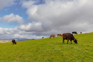 A heard of cows on a alpine green grass pasture under the blue sky with clouds.