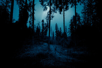 Dark, foggy, mysterious forest. The light from the fulll moon through the trees silhouettes. Halloween backdrop. - 778056468