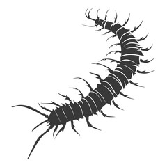 Obraz premium Silhouette centipede Insect animal black color only