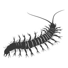 Fototapeta premium Silhouette centipede Insect animal black color only