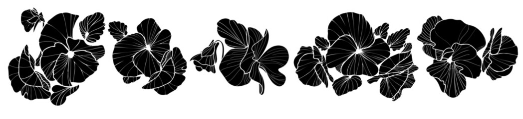 Vector botanical flowers pansy. Black and white ink engraving. Isolated pansy illustration element on transparent background.