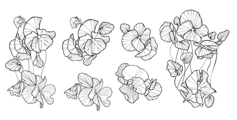 Vector pansy floral botanical flowers. Wild spring leaf wildflower isolated. Black and white engraved ink art. Isolated pansy illustration element on white background.