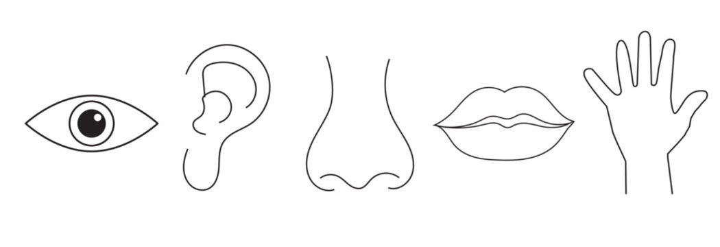 Outline icon set of five human senses: vision (eye), smell (nose), hearing (ear), touch (hand), taste (mouth) Simple line icons. Editable stroke. Vector illustration. AI