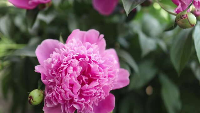 A closeup photo of a magenta peony flower with lush green leaves in the background, showcasing the beauty of this flowering plant