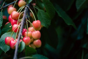 Ripe sweet cherries on the tree branch in the summer orchard. Shallow depth of field.